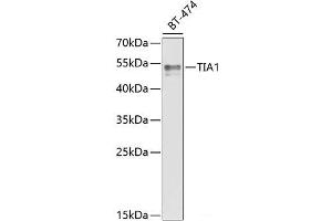 Western blot analysis of extracts of BT-474 cells using TIA1 Polyclonal Antibody at dilution of 1:1000. (TIA1 抗体)