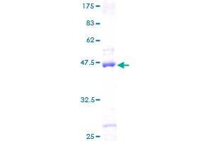 SAP18 Protein (AA 1-153) (GST tag)