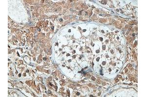 IHC analysis of formalin-fixed paraffin-embedded human testis tissue with membrane staining, using SNTG2 antibody (1/100 dilution). (SNTG2 抗体  (AA 143-324))
