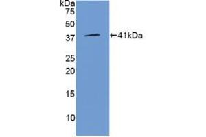 Western blot analysis of recombinant Human WNT3A. (WNT3A 抗体  (AA 19-352))