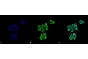 Immunocytochemistry/Immunofluorescence analysis using Mouse Anti-GRP78 Monoclonal Antibody, Clone 6H4-2G7 (ABIN863113). (GRP78 抗体)