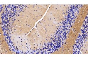 Detection of MOG in Mouse Cerebellum Tissue using Polyclonal Antibody to Myelin Oligodendrocyte Glycoprotein (MOG) (MOG 抗体  (AA 30-149))