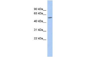 WB Suggested Anti-ZNF230 Antibody Titration:  0. (ZNF230 抗体  (N-Term))