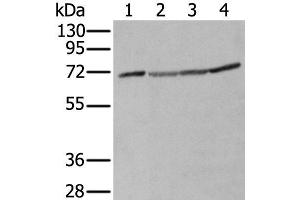 Western blot analysis of A172 Hela Hepg2 and K562 cell lysates using ZUFSP Polyclonal Antibody at dilution of 1:300 (ZUFSP 抗体)