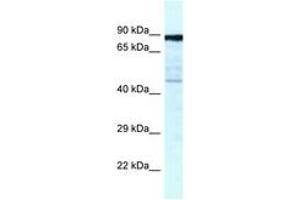 Image no. 1 for anti-Cytoskeleton Associated Protein 2 (CKAP2) (AA 349-398) antibody (ABIN6747548) (CKAP2 抗体  (AA 349-398))