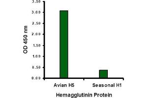 Hemagglutinin antibody at 1 µg/mL specifically recognizes Avian H5N1 influenza virus but not seasonal influenza virus A H1N1 Hemagglutinin protein. (Hemagglutinin 抗体  (Middle Region))