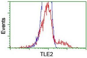 HEK293T cells transfected with either RC202474 overexpress plasmid (Red) or empty vector control plasmid (Blue) were immunostained by anti-TLE2 antibody (ABIN2455517), and then analyzed by flow cytometry. (TLE2 抗体)