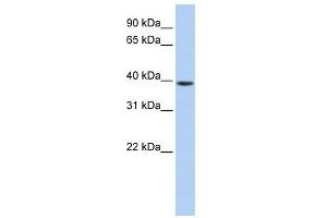 GNAO1 antibody used at 1 ug/ml to detect target protein. (GNAO1 抗体  (Middle Region))