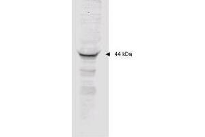 Affinity purified anti-MAPKAP Kinase 2 polyclonal antibody detects MK2 in unstimulated human HeLa whole cell lysate by western blot. (MAPKAP Kinase 2 抗体  (AA 310-325))