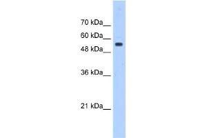 WB Suggested Anti-PODXL Antibody Titration:  0. (PODXL 抗体  (Middle Region))