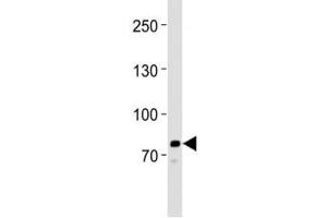 Western blot analysis of lysate from HeLa cell line using anti-PCSK9 antibody at 1:1000.