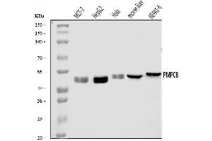 Western blot analysis of MPPB/PMPCB using anti-MPPB/PMPCB antibody (ABIN7600758). (PMPCB 抗体  (AA 23-479))