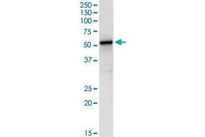 LDHD MaxPab rabbit polyclonal antibody. (LDHD 抗体  (AA 1-507))