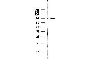 anti-Lamin B antibody