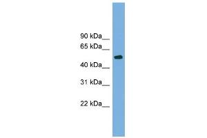 WB Suggested Anti-TUBB4 Antibody Titration: 0. (TUBB4 抗体  (N-Term))