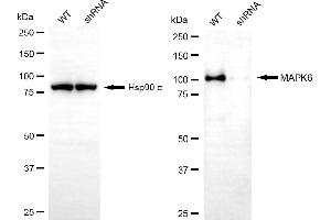 Western blotting analysis using MAPK6 antibody (ABIN7799455). (Recombinant MAPK6 抗体)