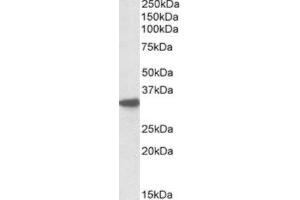 Western Blotting (WB) image for anti-Cytochrome B5 Reductase 3 (CYB5R3) (C-Term) antibody (ABIN2464253) (CYB5R3 抗体  (C-Term))