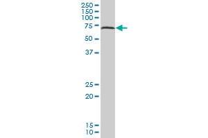 PDCD8 MaxPab polyclonal antibody. (AIF 抗体  (AA 1-613))
