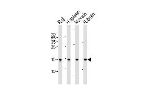 Western blot analysis of lysates from Raji cell line, human spleen, mouse brain and rat brain tissue lysate(from left to right), using FIS1 Antibody (N-term) (ABIN6243662 and ABIN6577460). (Fission 1 抗体  (N-Term))