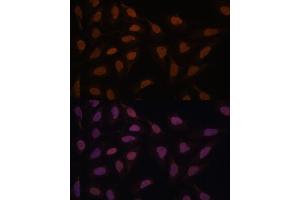 Immunofluorescence analysis of U-2 OS cells using FCF1 antibody (ABIN7267162) at dilution of 1:100. (FCF1 抗体)