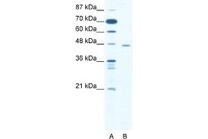 WB Suggested Anti-CTBP1 Antibody   Titration: 1. (CTBP1 抗体  (C-Term))