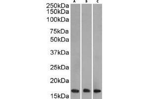 Western Blot using anti-H3K27me3 antibody BT164.