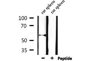 Western blot analysis of extracts from rat spleen, using Cytochrome P450 11A1 Antibody. (CYP11A1 抗体  (C-Term))