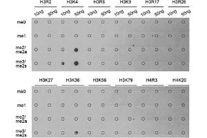 Dot-blot analysis of various methylation peptides using Trimethyl-Histone H3-K4 antibody (ABIN5969804). (Histone 3 抗体  (H3K4me3))