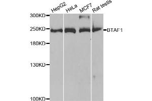 Western blot analysis of extracts of various cell lines, using BTAF1 antibody (ABIN5973427) at 1/1000 dilution. (BTAF1 抗体)