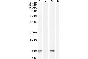 Western Blotting (WB) image for anti-Parvalbumin (PVALB) (C-Term) antibody (ABIN185412)
