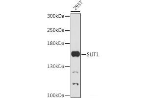 Western blot analysis of extracts of 293T cells using SLIT1 Polyclonal Antibody at dilution of 1:1000. (SLIT1 抗体)