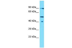 Host: Rabbit Target Name: LACE1 Sample Type: THP-1 Whole Cell lysates Antibody Dilution: 1. (LACE1 抗体  (N-Term))