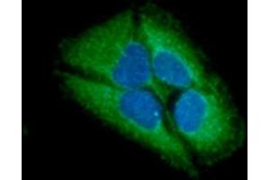 ICC/IF analysis of GARS in HeLa cells line, stained with DAPI (Blue) for nucleus staining and monoclonal anti-human GARS antibody (1:100) with goat anti-mouse IgG-Alexa fluor 488 conjugate (Green). (GARS 抗体)