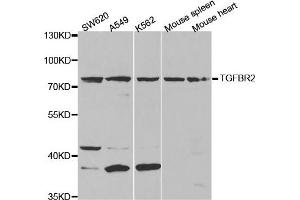 Western Blotting (WB) image for anti-Transforming Growth Factor, beta Receptor II (70/80kDa) (TGFBR2) antibody (ABIN1875405) (TGFBR2 抗体)