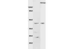 Mouse brain lysate probed with Anti GALR2 Polyclonal Antibody, Unconjugated (ABIN1386167) at 1:200 overnight at 4 °C. (GALR2 抗体  (AA 51-150))