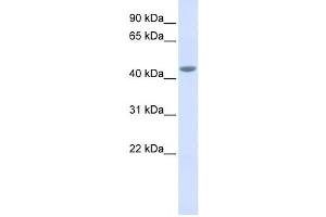 Western Blotting (WB) image for anti-Interleukin 11 Receptor, alpha (IL11RA) antibody (ABIN2459023) (IL11RA 抗体)