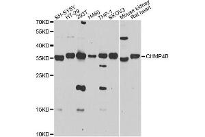 Western blot analysis of extracts of various cell lines, using CHMP4B antibody (ABIN4903276) at 1:1000 dilution. (CHMP4B 抗体)