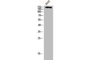 Western Blot analysis of 293T cells using CUX1 Polyclonal Antibody (CUX1 抗体  (N-Term))