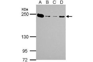 Western Blotting (WB) image for anti-Myosin 9 (MYH9) (N-Term) antibody (ABIN2855153)