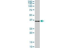 CLYBL MaxPab polyclonal antibody. (CLYBL 抗体  (AA 1-340))