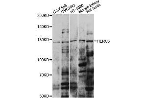 Western blot analysis of extracts of various cell lines, using HERC5 antibody (ABIN6291378) at 1:1000 dilution. (HERC5 抗体)