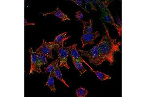 Immunofluorescence (IF) image for anti-Chemokine (C-X3-C Motif) Ligand 1 (CX3CL1) antibody (Biotin) (ABIN2473696)