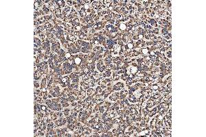 IHC analysis of SH2D4A using anti-SH2D4A antibody (ABIN7601695). (SH2D4A 抗体  (AA 42-454))