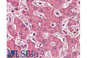 ABIN335116 (2µg/ml) staining of paraffin embedded Human Liver. (APOB 抗体  (Internal Region))