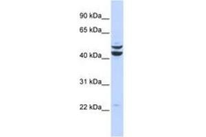 Image no. 1 for anti-PBX/knotted 1 Homeobox 2 (PKNOX2) (AA 251-300) antibody (ABIN6742871) (PKNOX2 抗体  (AA 251-300))