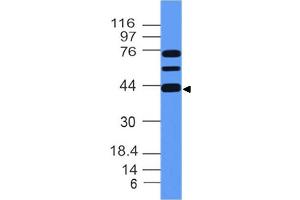 Image no. 1 for anti-Meis Homeobox 1 (MEIS1) (AA 163-352) antibody (ABIN5027352) (MEIS1 抗体  (AA 163-352))