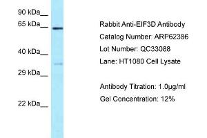 Western Blotting (WB) image for anti-Eukaryotic Translation Initiation Factor 3, Subunit D (EIF3D) (N-Term) antibody (ABIN2789125) (EIF3D 抗体  (N-Term))
