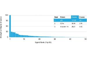 Analysis of Protein Array containing >19,000 full-length human proteins using p63 Mouse Monoclonal Antibody (TP63/1786) Z- and S- Score: The Z-score represents the strength of a signal that a monoclonal antibody (MAb) (in combination with a fluorescently-tagged anti-IgG secondary antibody) produces when binding to a particular protein on the HuProtTM array. (p63 抗体  (AA 3-106))