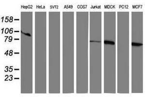 Image no. 1 for anti-Ribophorin 1 (RPN1) antibody (ABIN1500753) (RPN1 抗体)