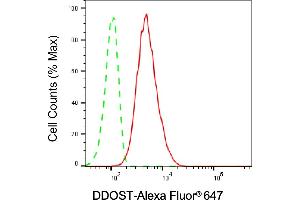 anti-Dolichyl-diphosphooligosaccharide--Protein Glycosyltransferase (DDOST) antibody